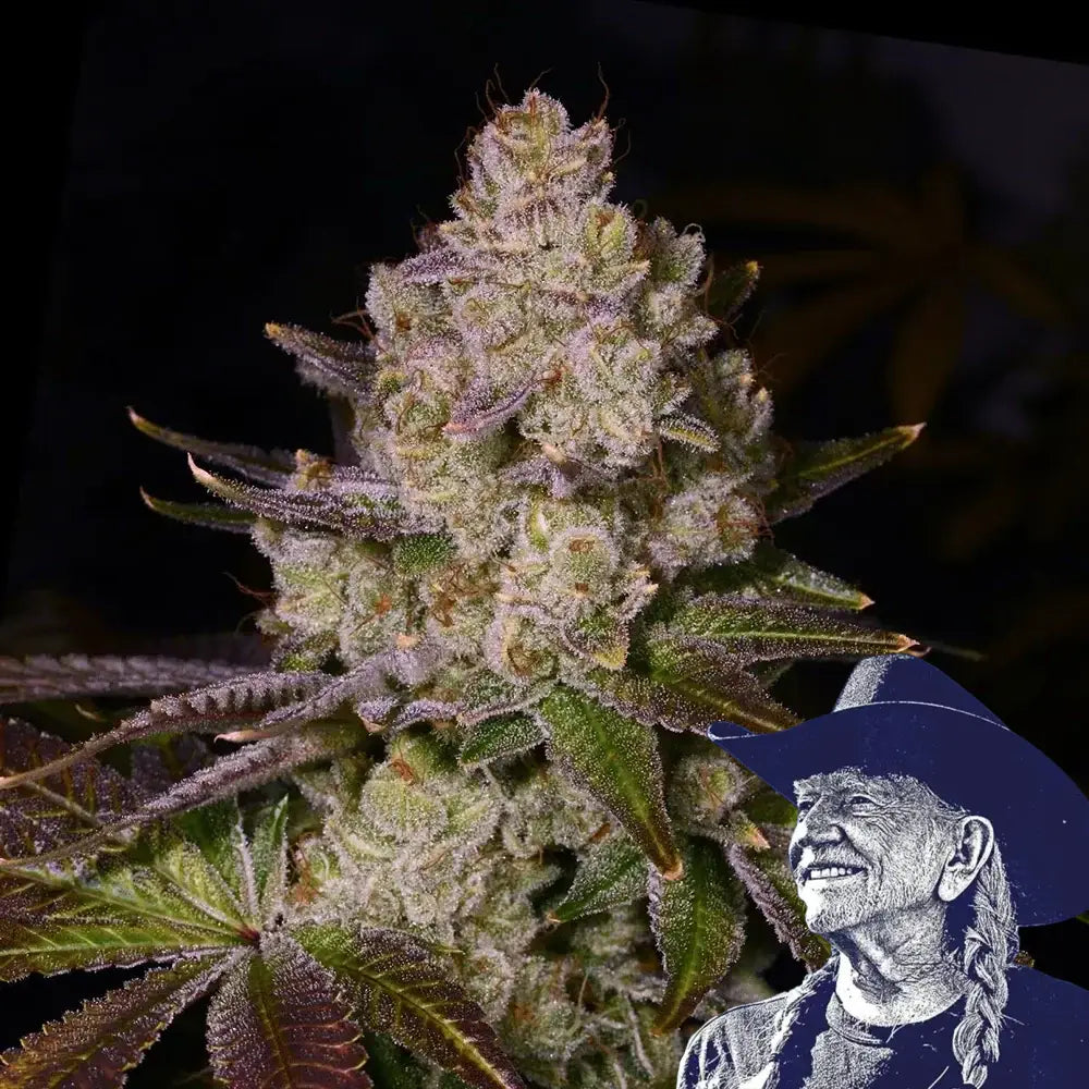Berry Pie Auto
