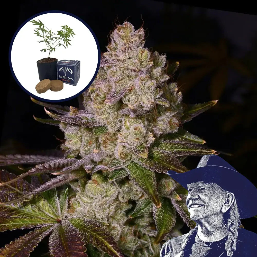 Berry Pie Grow Kit