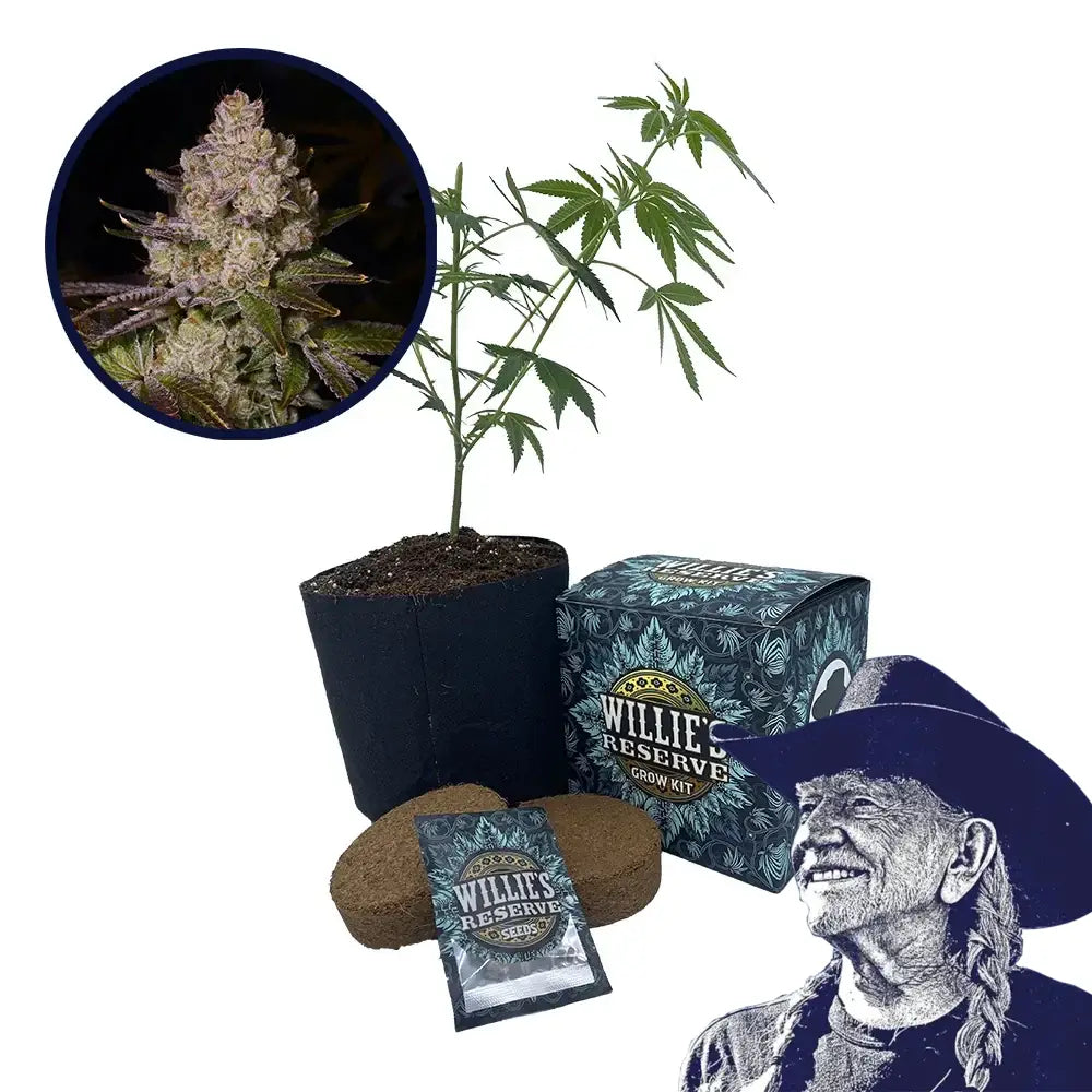 Berry Pie Strain High Yield Grow Kit