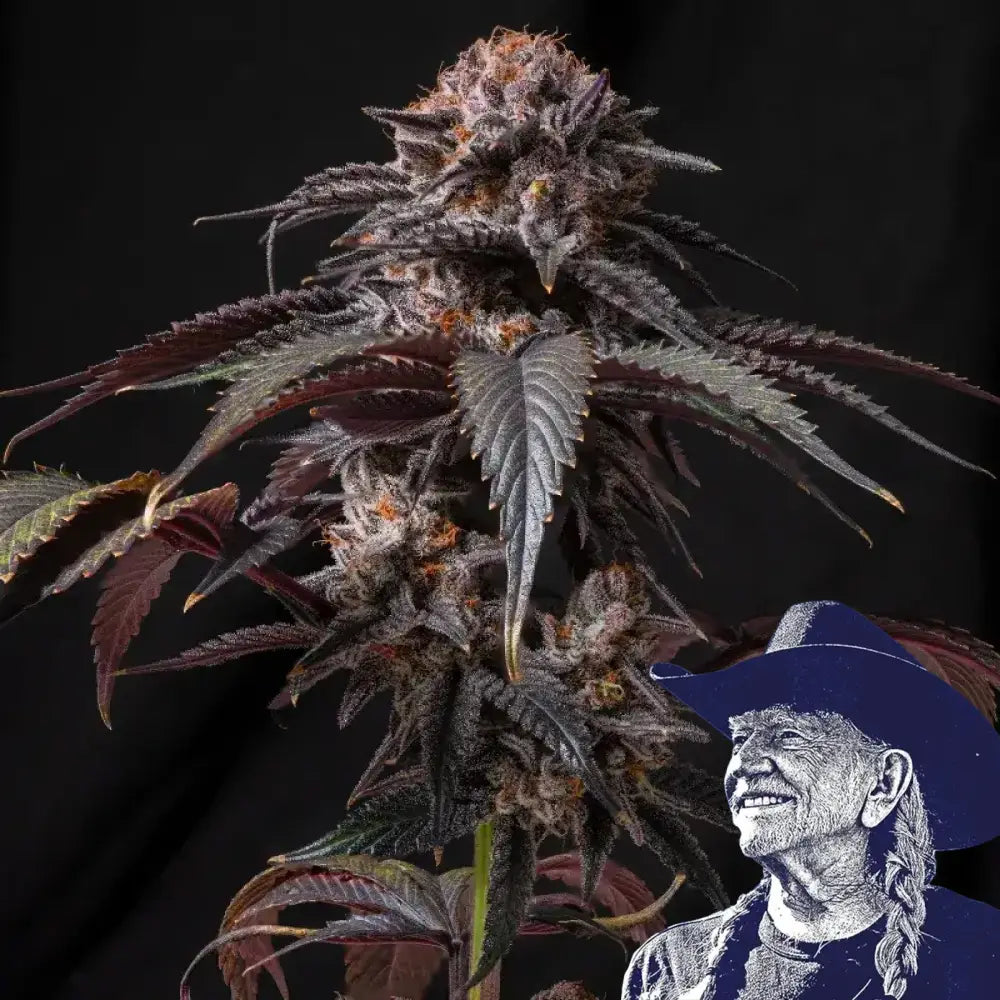 Berry White
