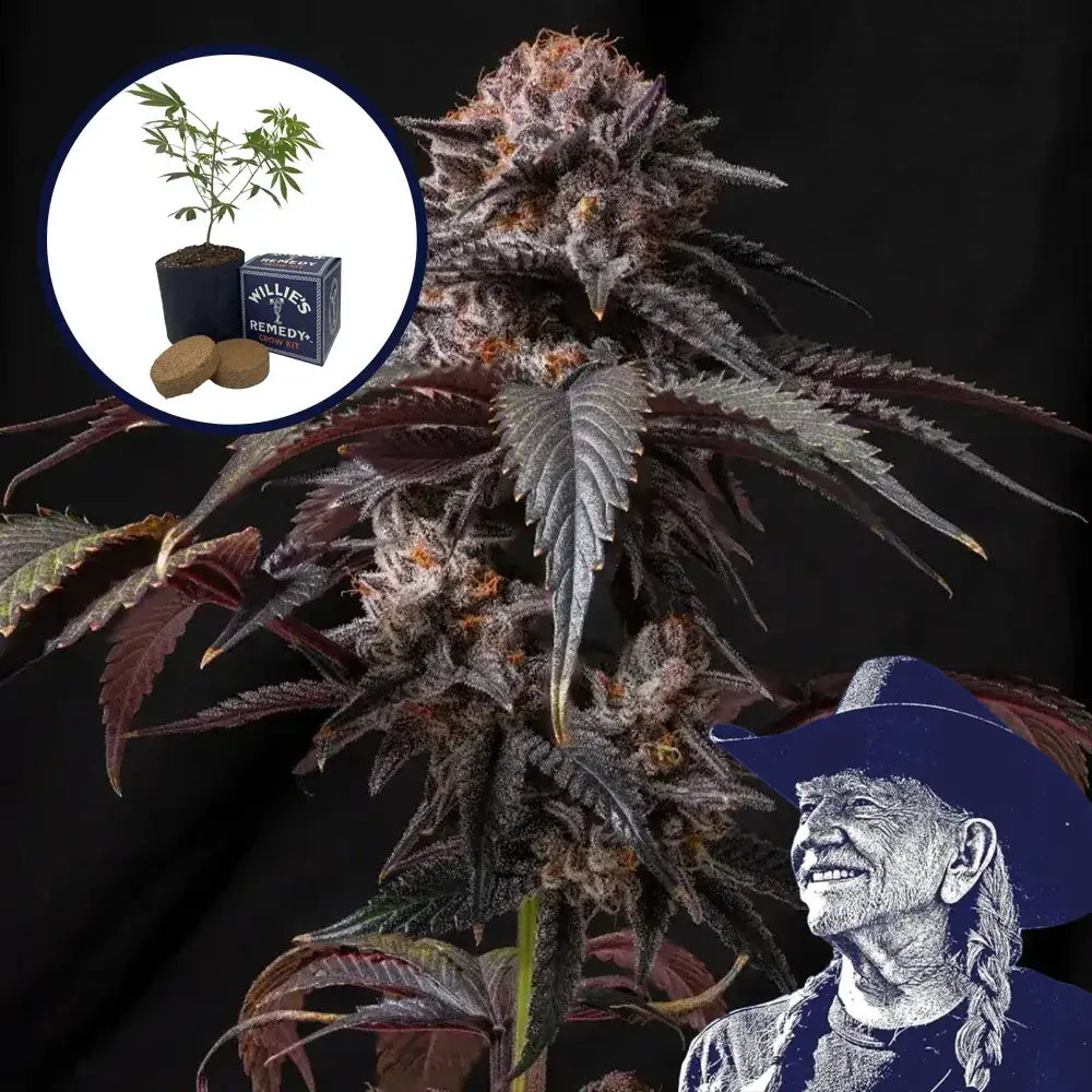 Berry White Grow Kit