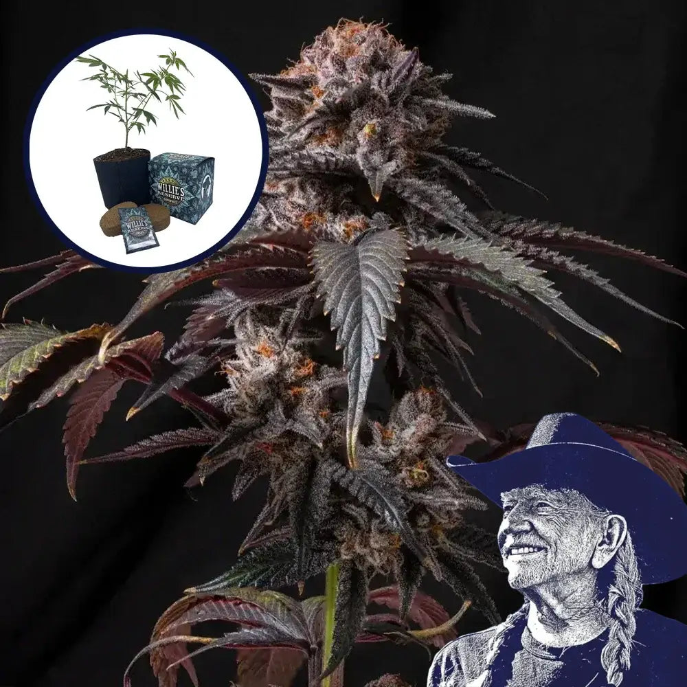 Berry White High Yield Grow Kit