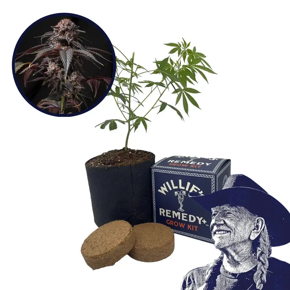 Berry White Strain Grow Kit