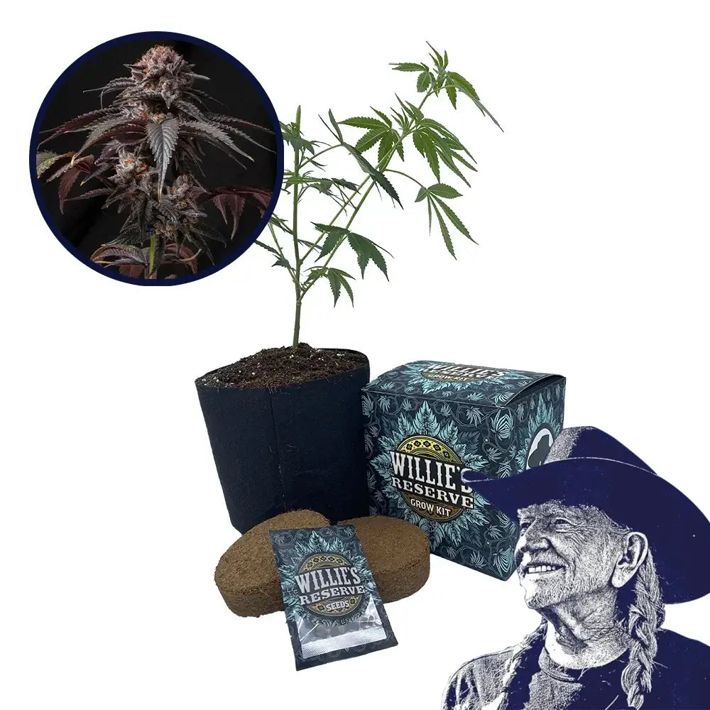 Berry White Strain High Yield Grow Kit