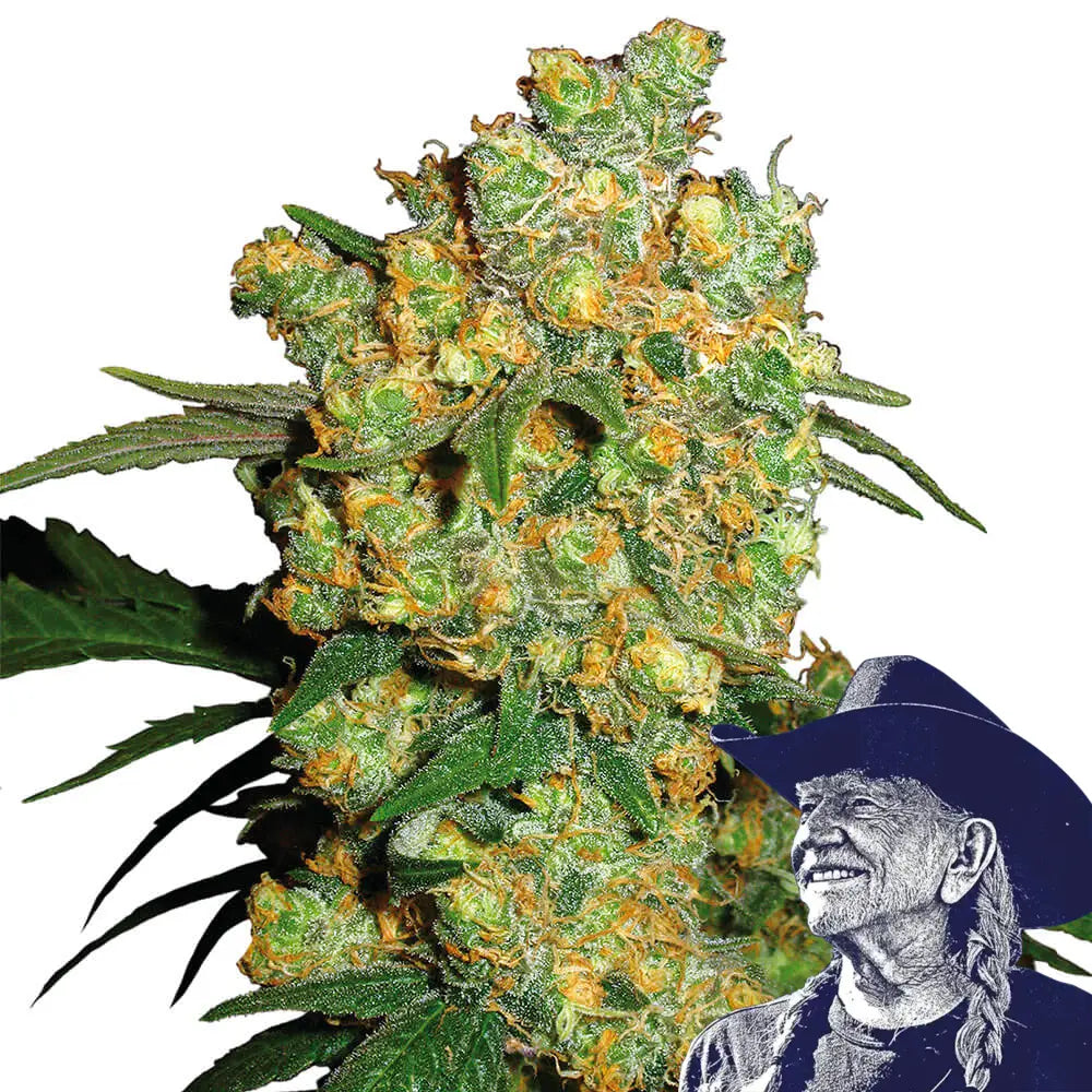 Big Bud Auto
