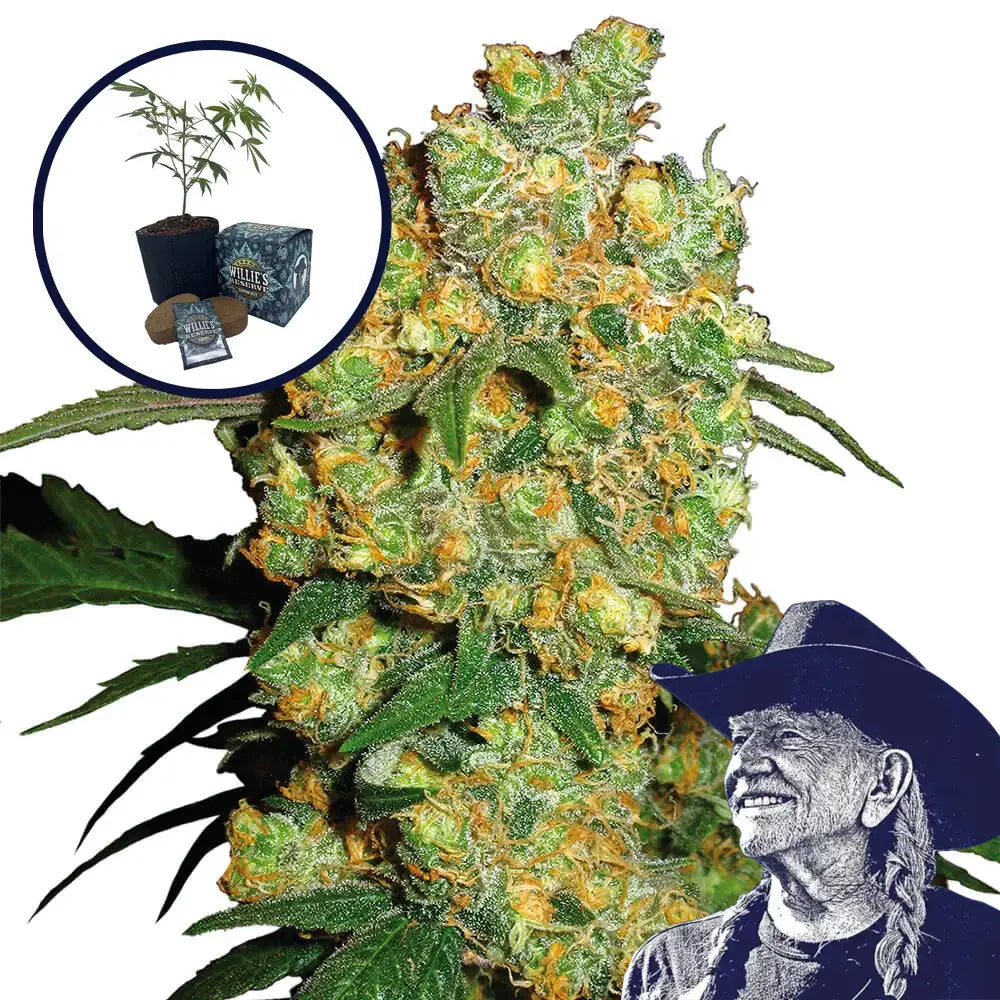 Big Bud High Yield Grow Kit