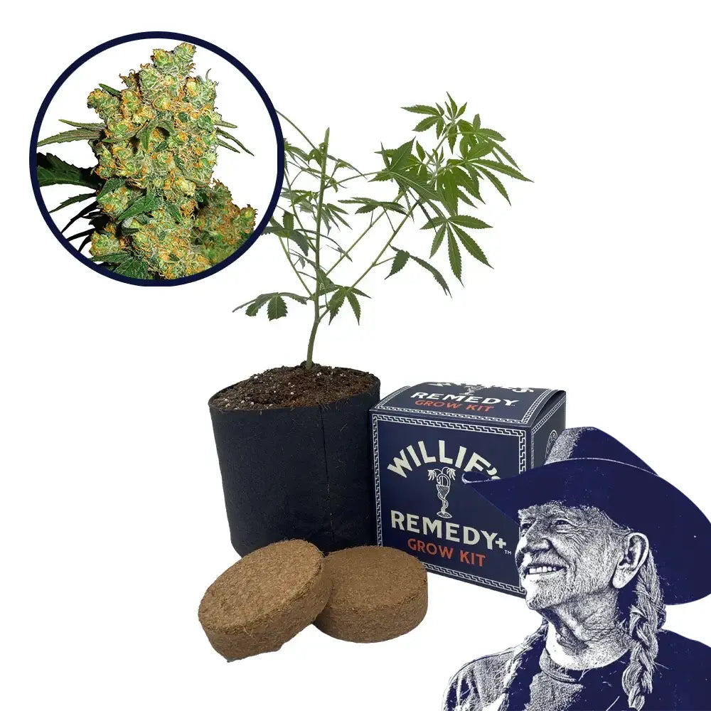 Big Bud Strain Grow Kit