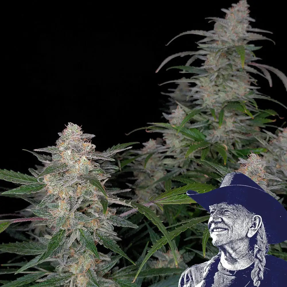 Biscotti Auto