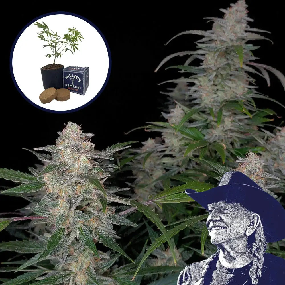 Biscotti Grow Kit