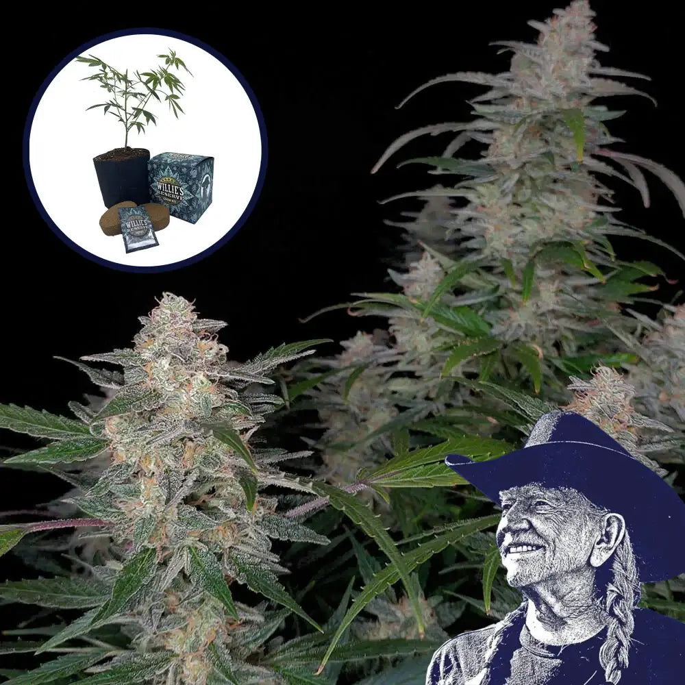 Biscotti High Yield Grow Kit