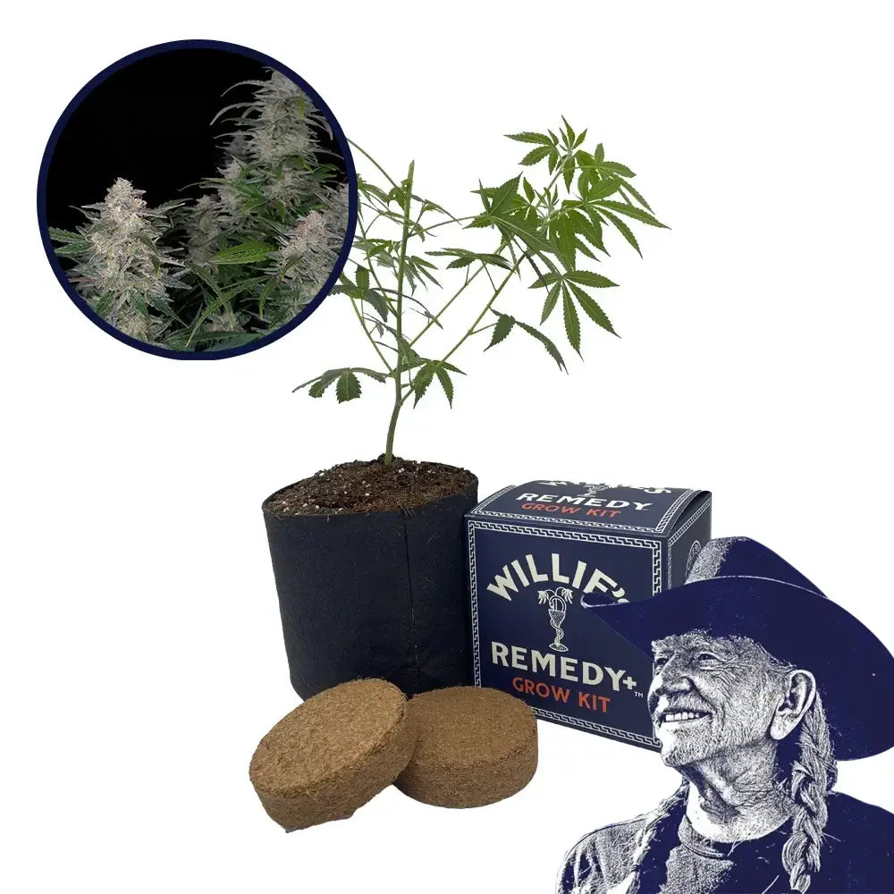 Biscotti Strain Grow Kit