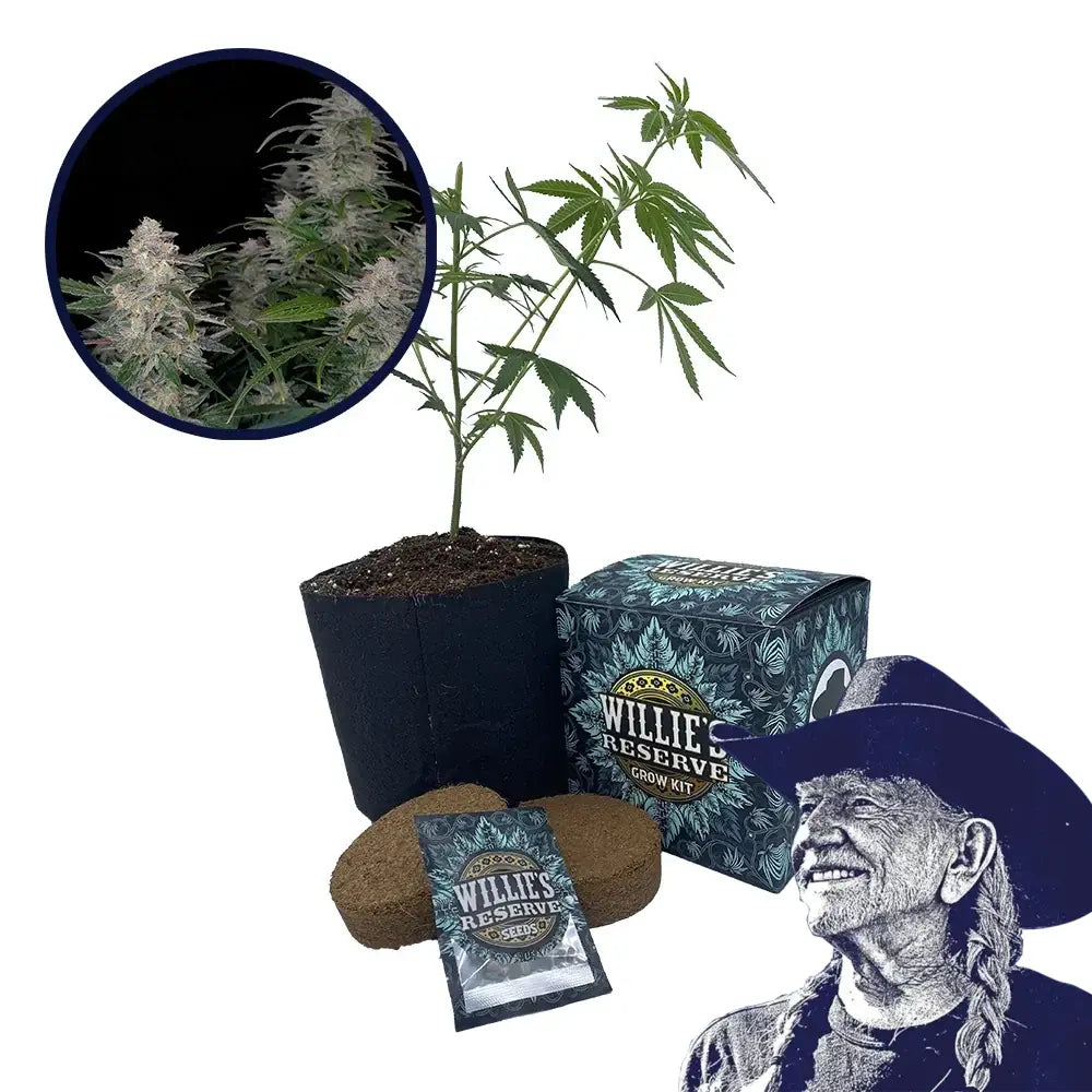 Biscotti Strain High Yield Grow Kit