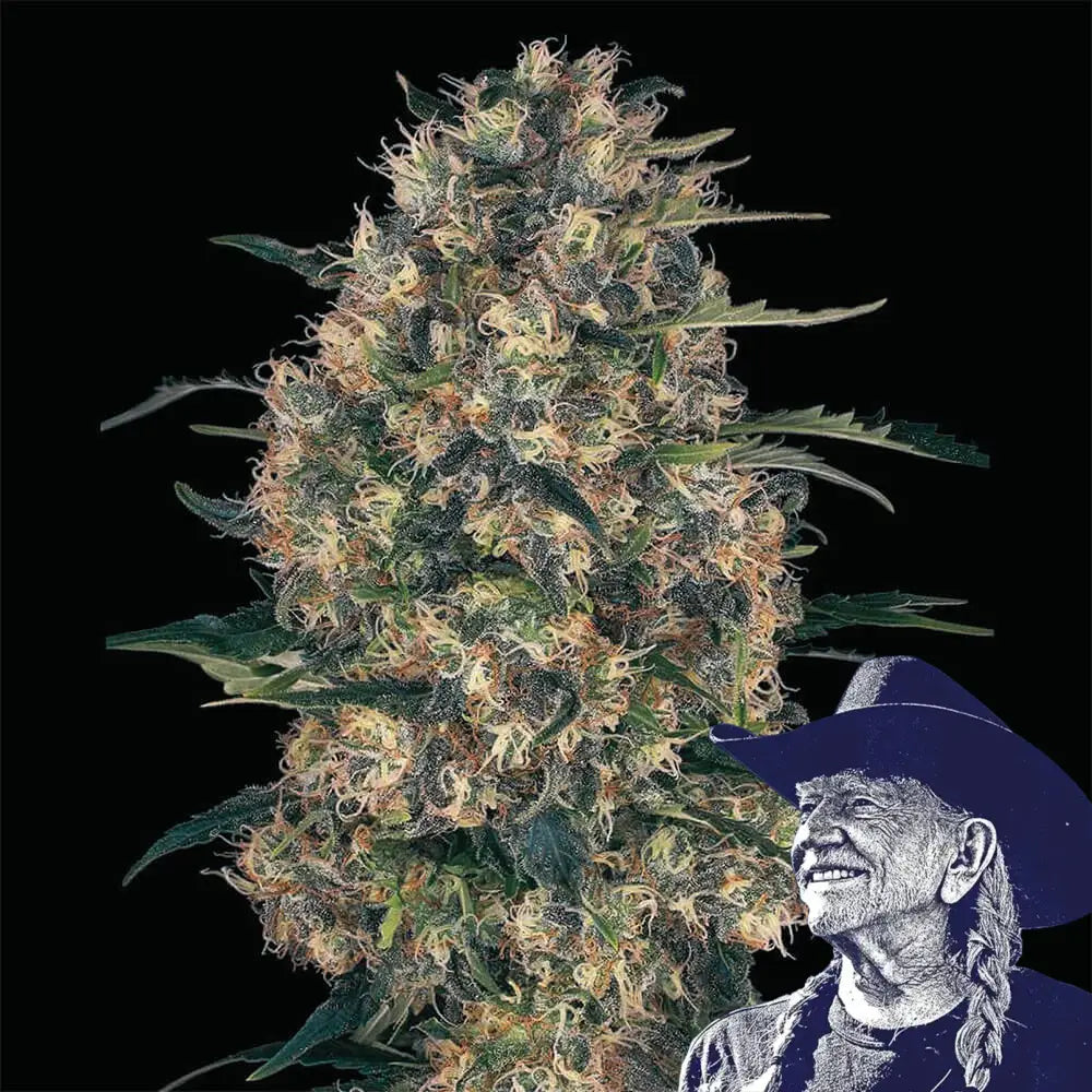 Black Domina