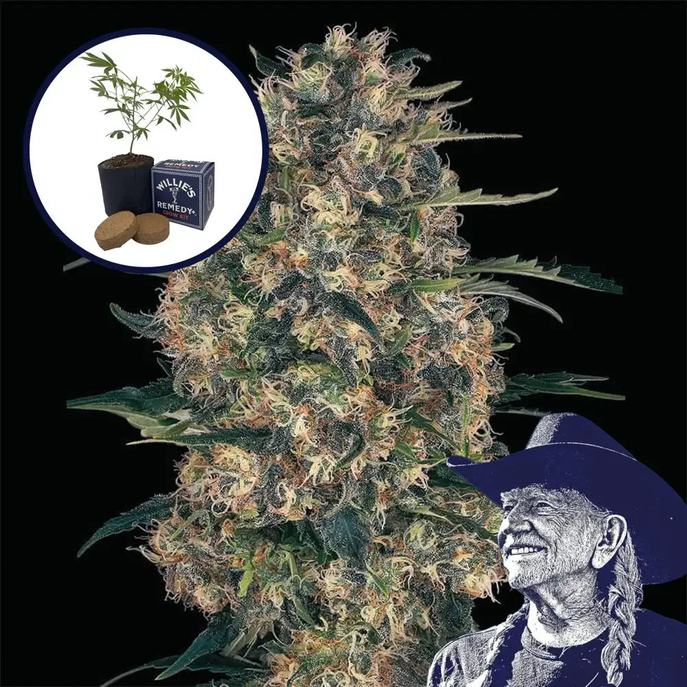 Black Domina Grow Kit
