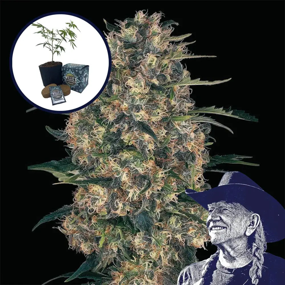 Black Domina High Yield Grow Kit