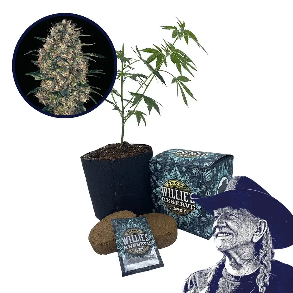 Black Domina Strain High Yield Grow Kit