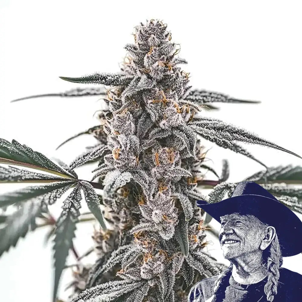 Black Widow Auto