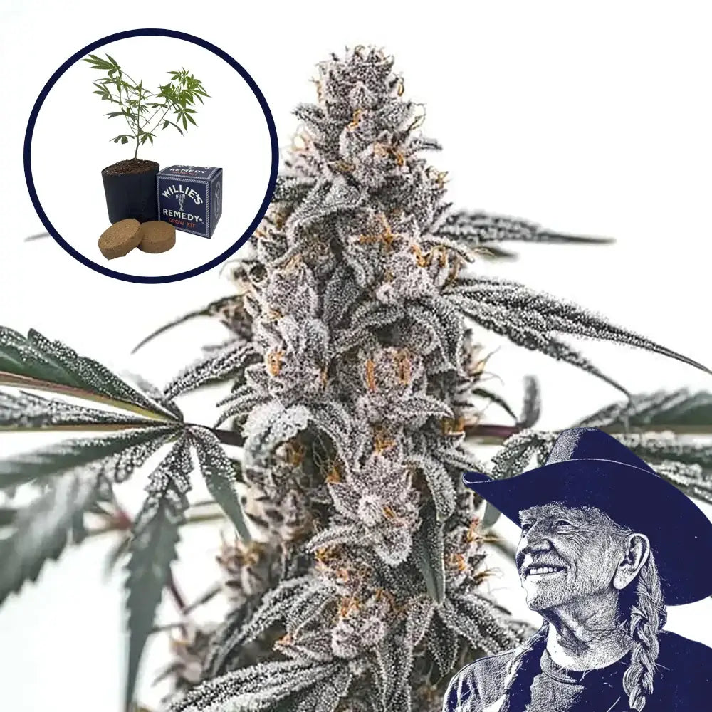 Black Widow Grow Kit