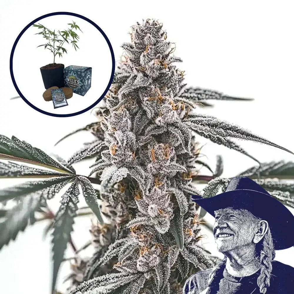 Black Widow High Yield Grow Kit