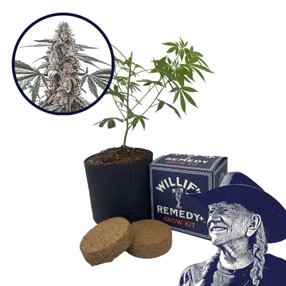 Black Widow Strain Grow Kit