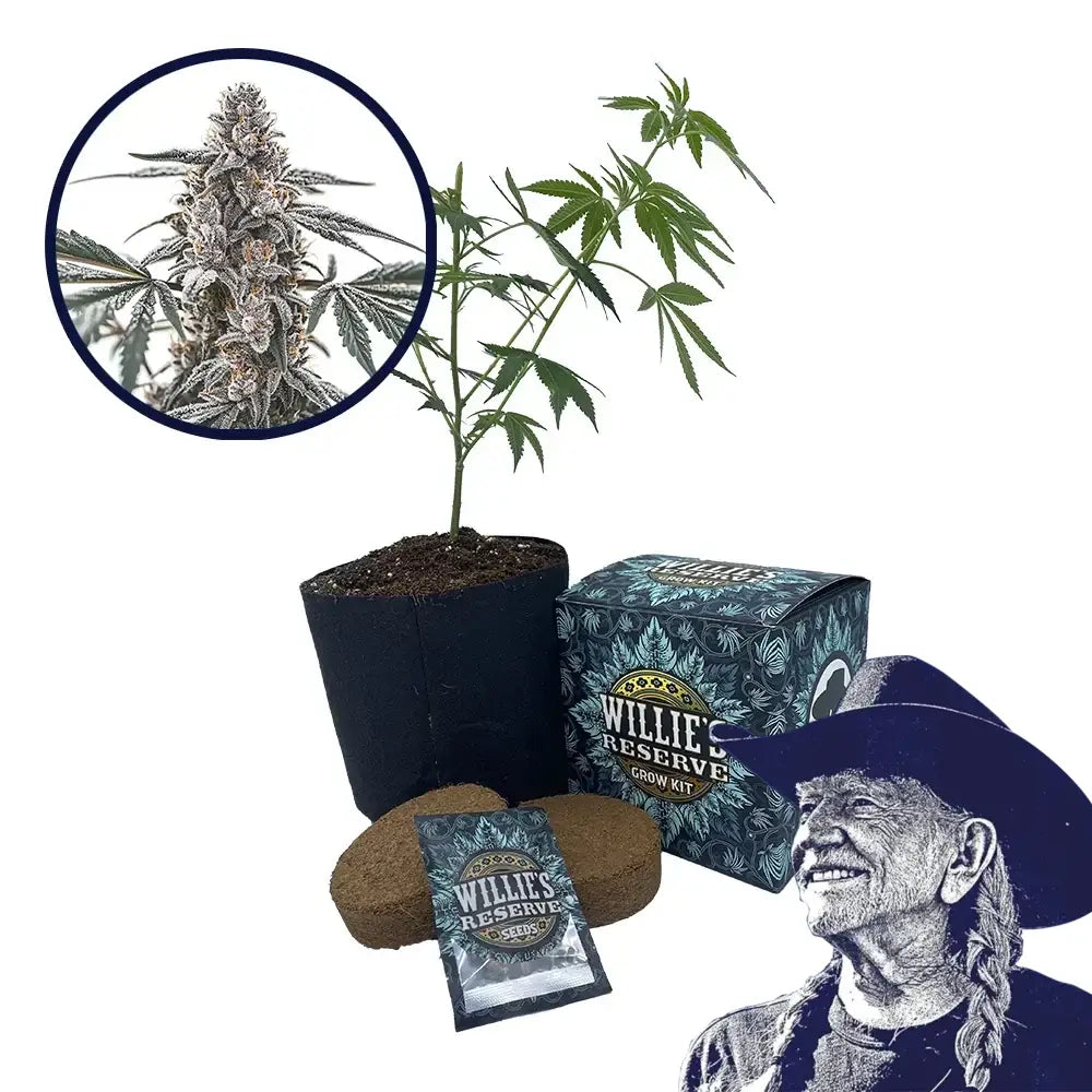 Black Widow Strain High Yield Grow Kit