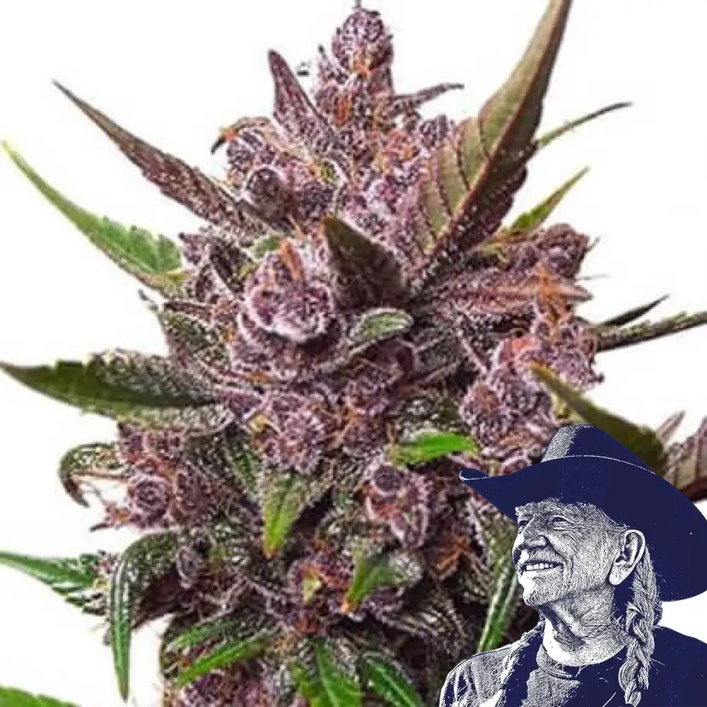 Blackberry Kush