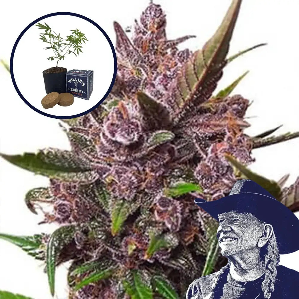 Blackberry Kush Grow Kit