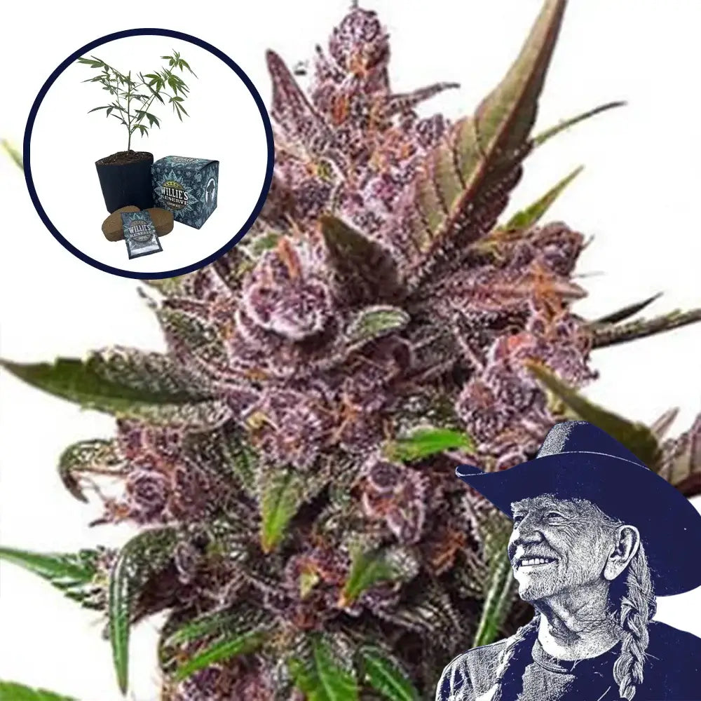 Blackberry Kush High Yield Grow Kit
