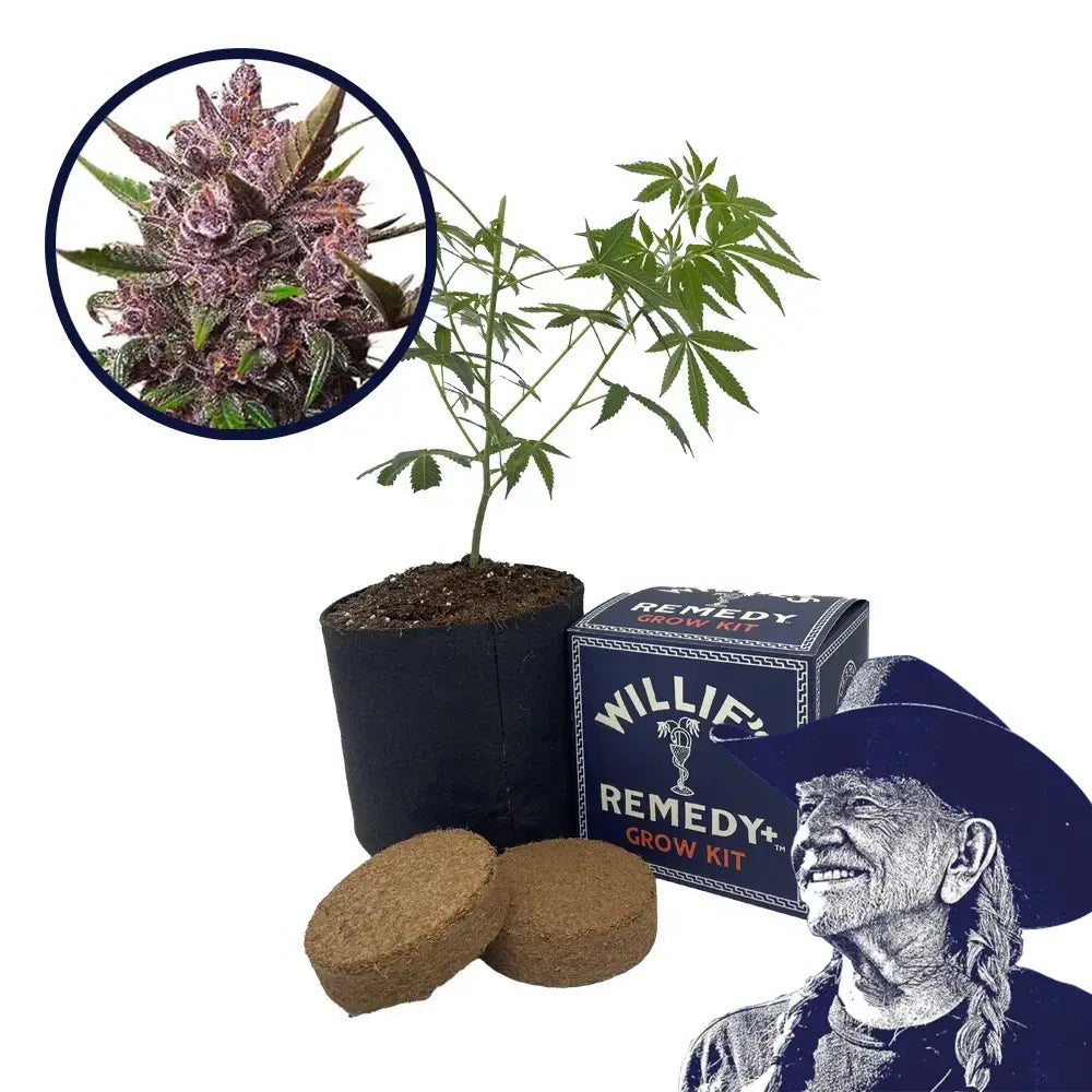 Blackberry Kush Strain Grow Kit