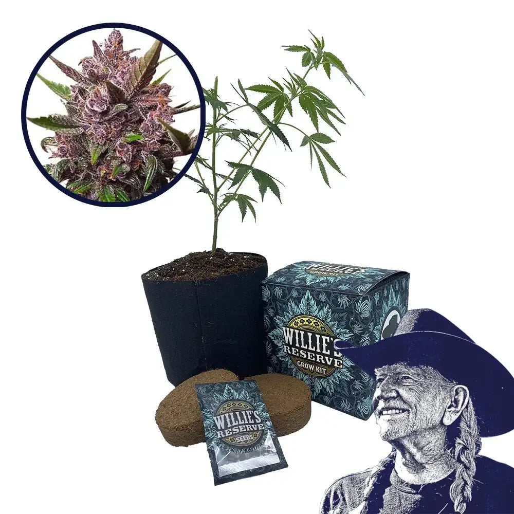 Blackberry Kush Strain High Yield Grow Kit