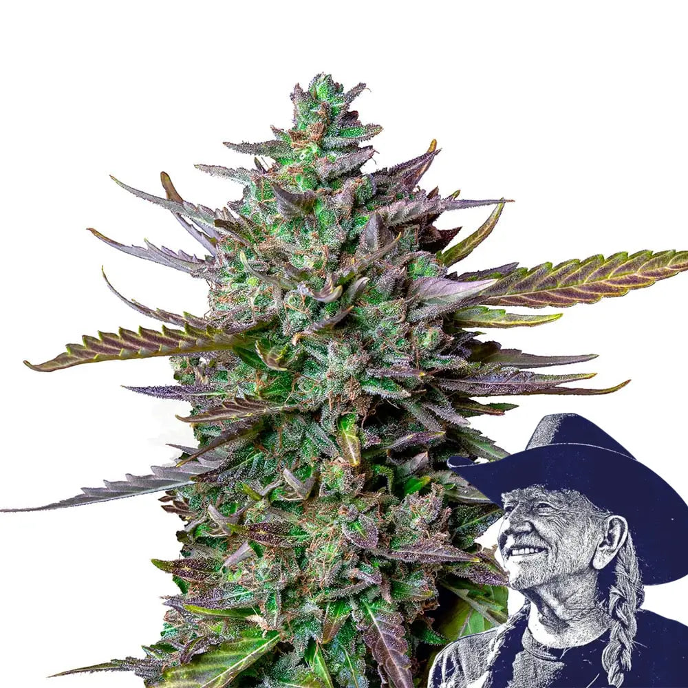 Blue Cheese Auto