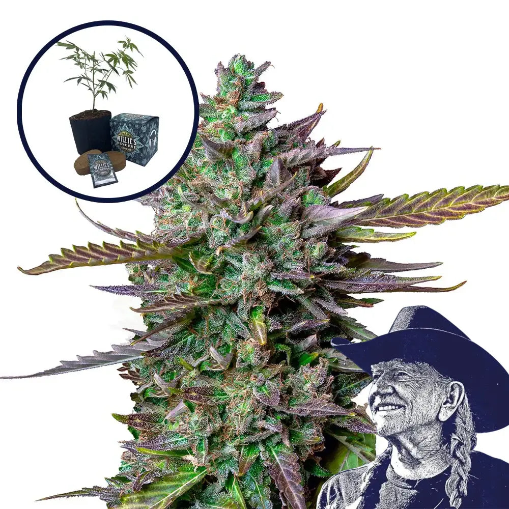 Blue Cheese High Yield Grow Kit