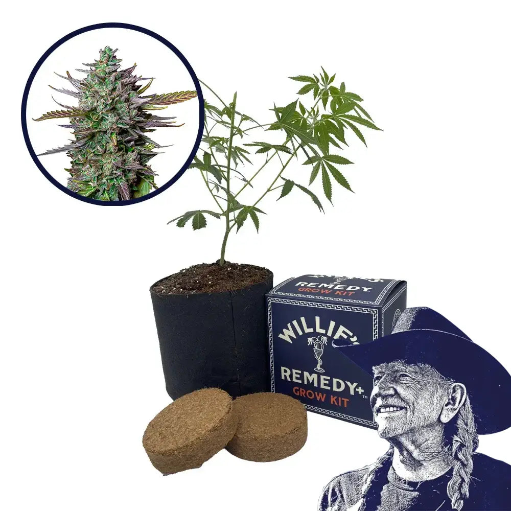 Blue Cheese Strain Grow Kit