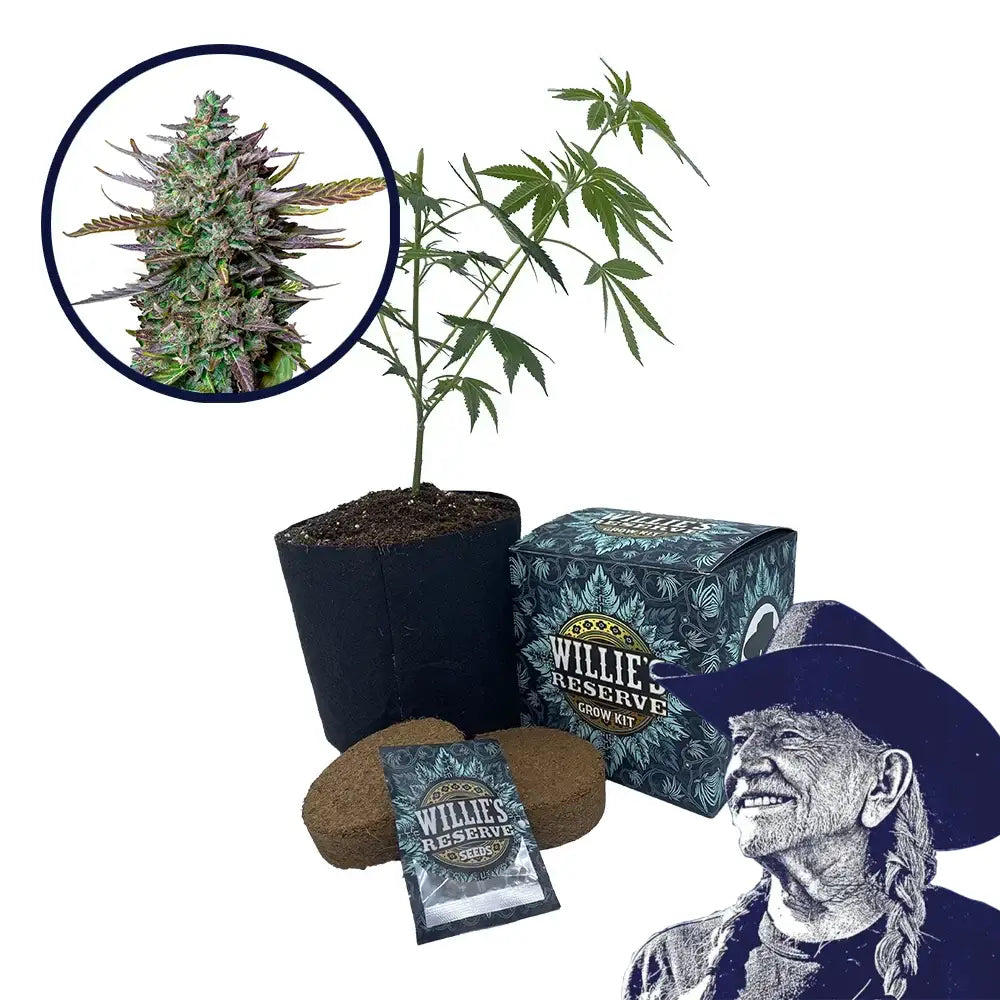 Blue Cheese Strain High Yield Grow Kit