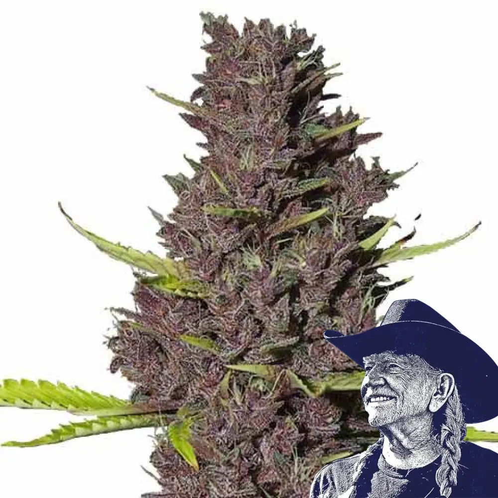Blue Dream