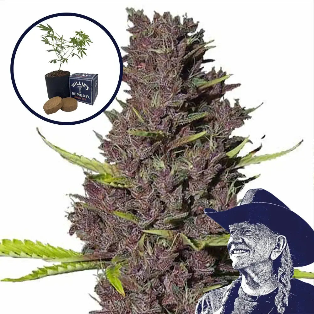 Blue Dream Grow Kit