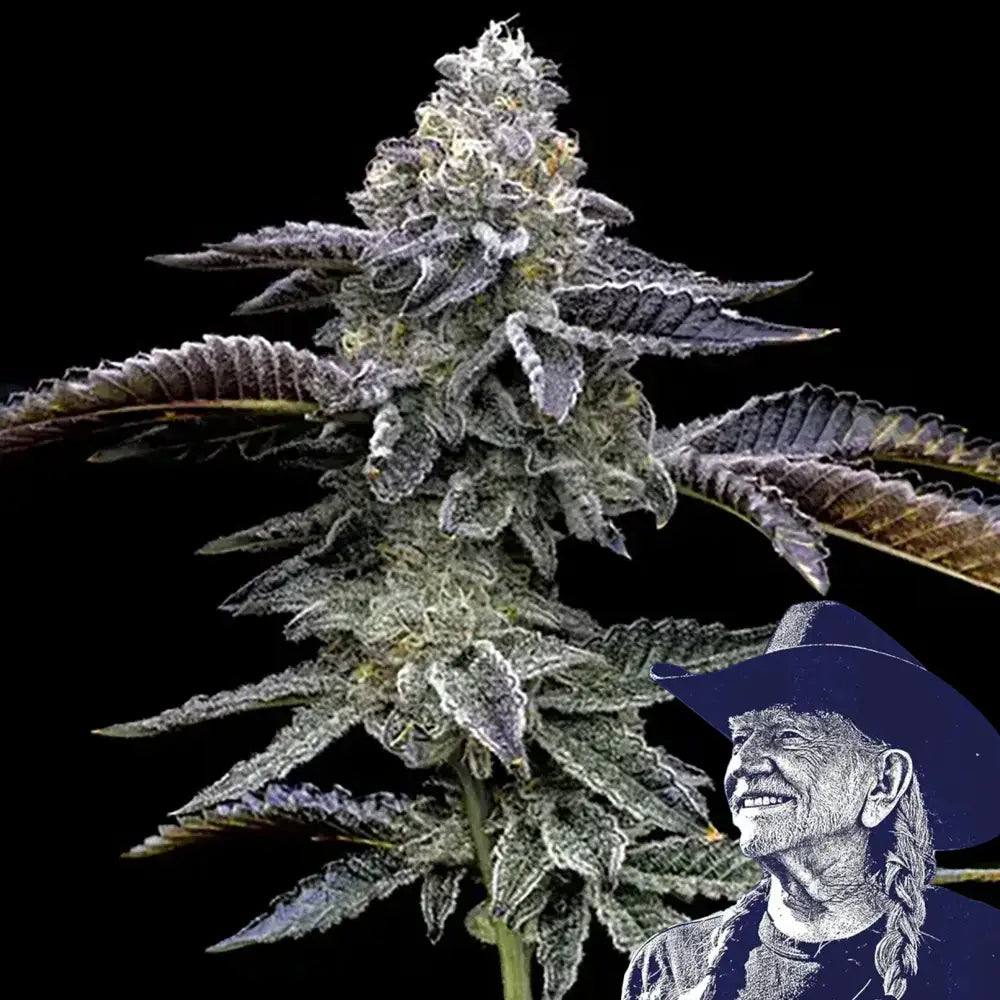 Blue Dream Haze