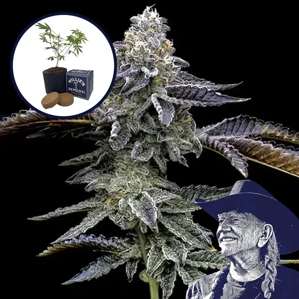 Blue Dream Haze Grow Kit