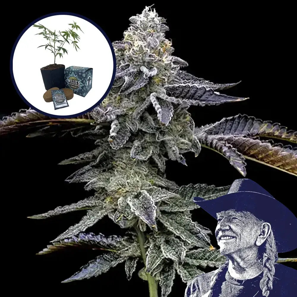 Blue Dream Haze High Yield Grow Kit