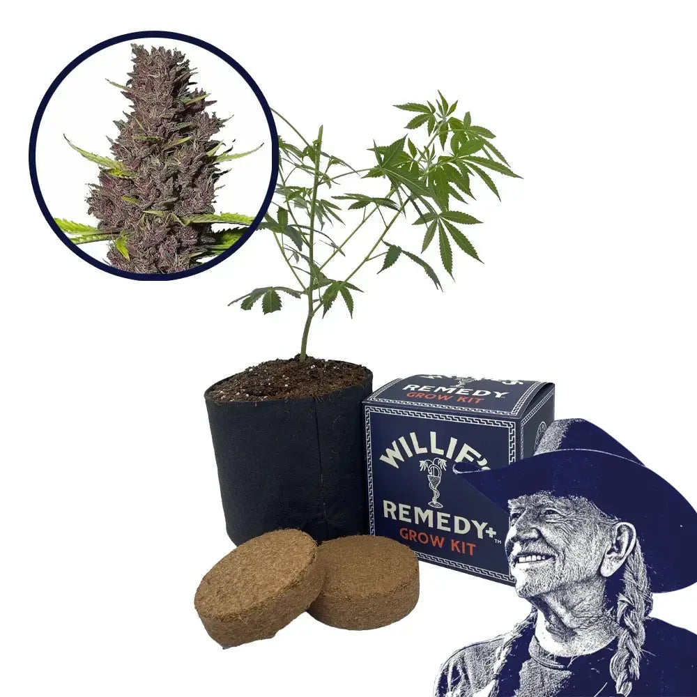Blue Dream Haze Strain Grow Kit