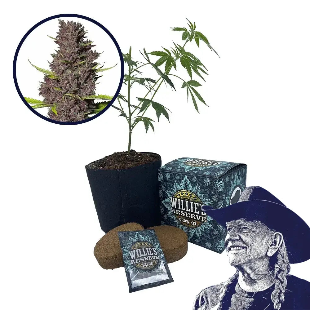 Blue Dream Haze Strain High Yield Grow Kit