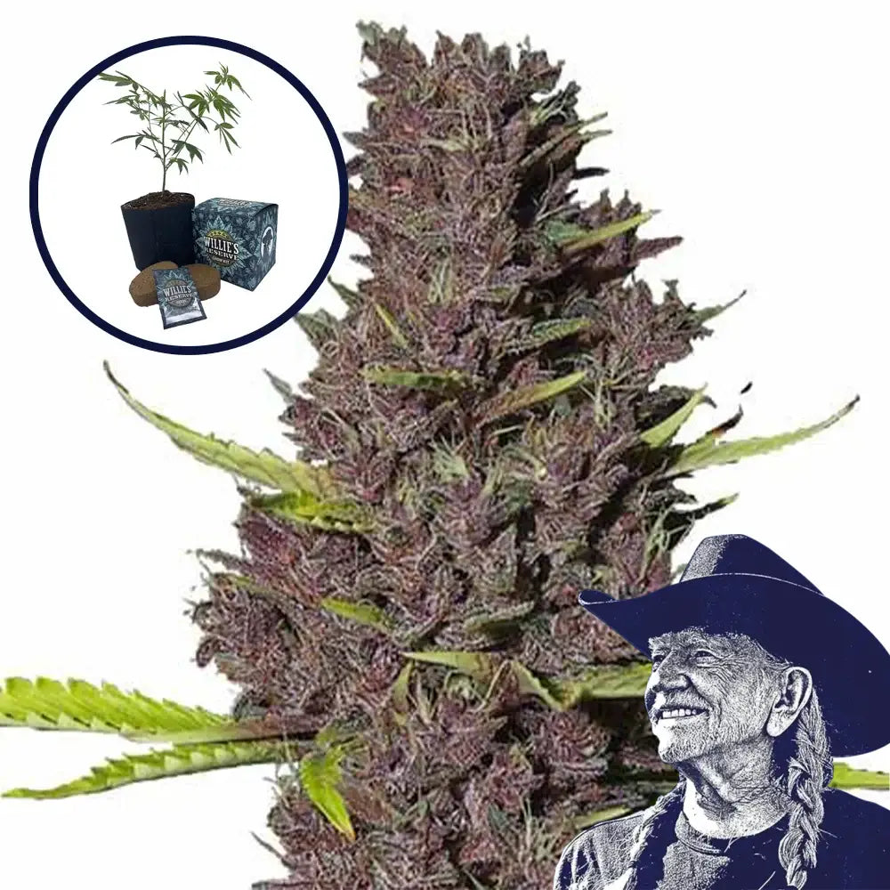 Blue Dream High Yield Grow Kit