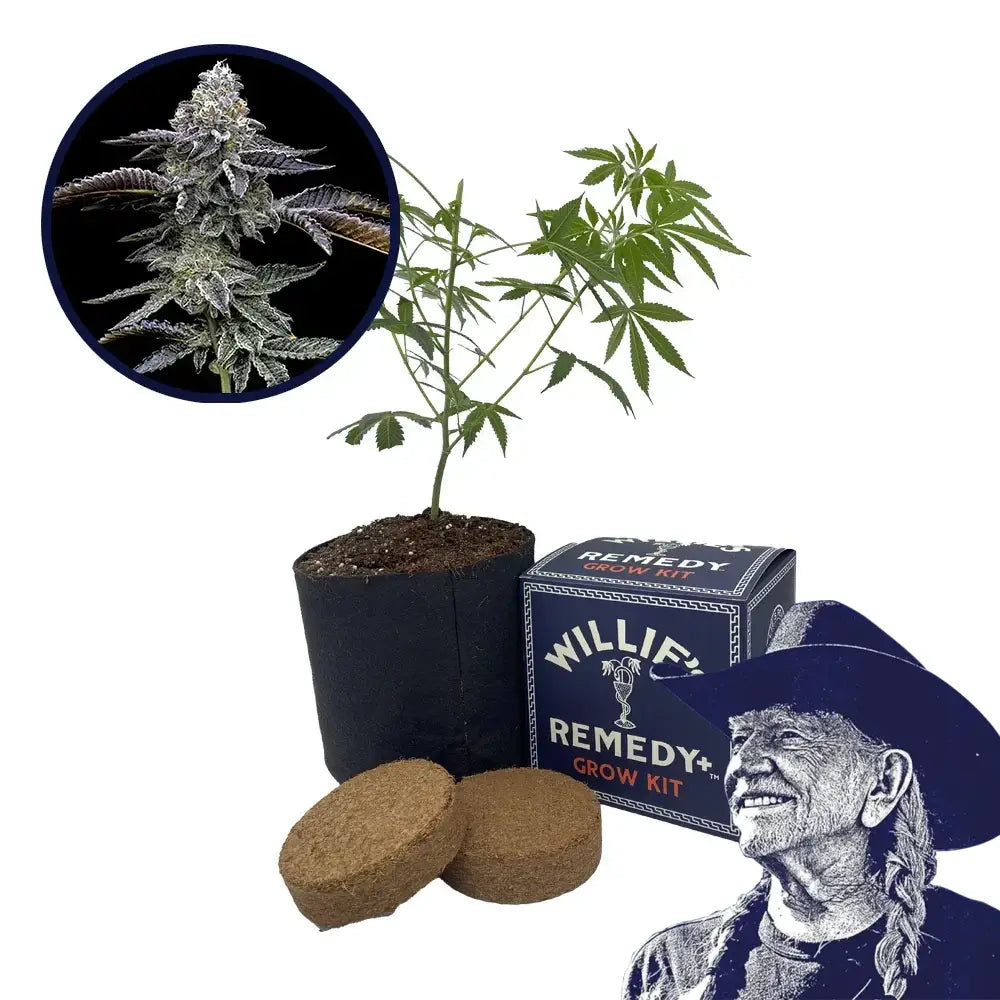 Blue Dream Strain Grow Kit