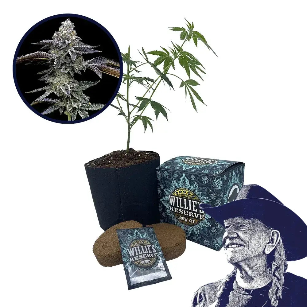 Blue Dream Strain High Yield Grow Kit