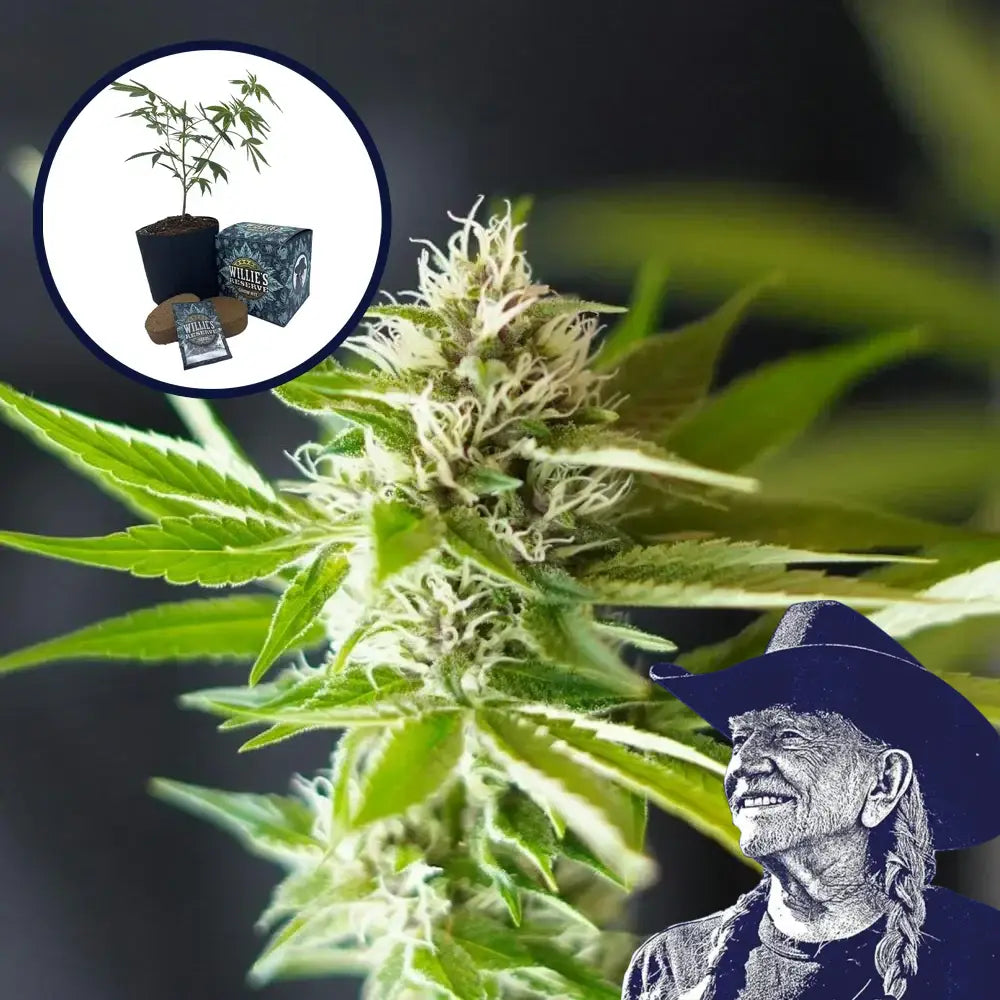 Blue Dream x Northern Lights Platinum Line High Yield Grow Kit