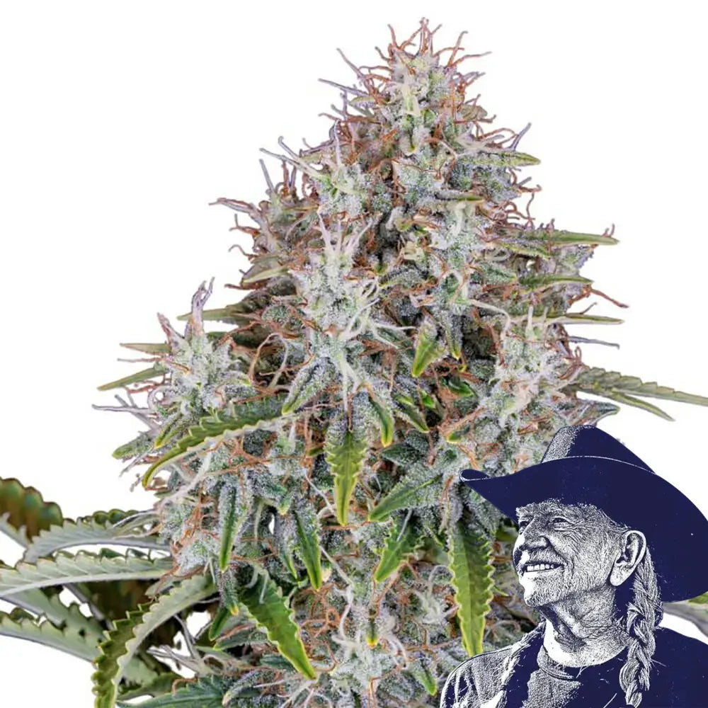 Blue Haze