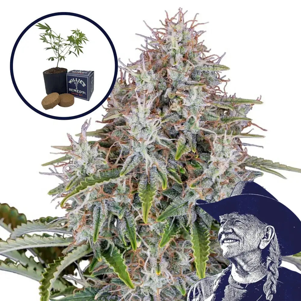 Blue Haze Grow Kit