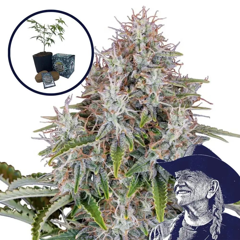 Blue Haze High Yield Grow Kit
