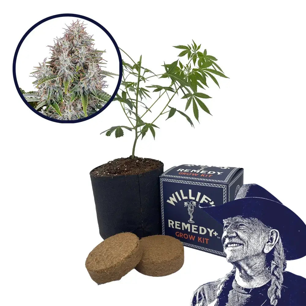 Blue Haze Strain Grow Kit