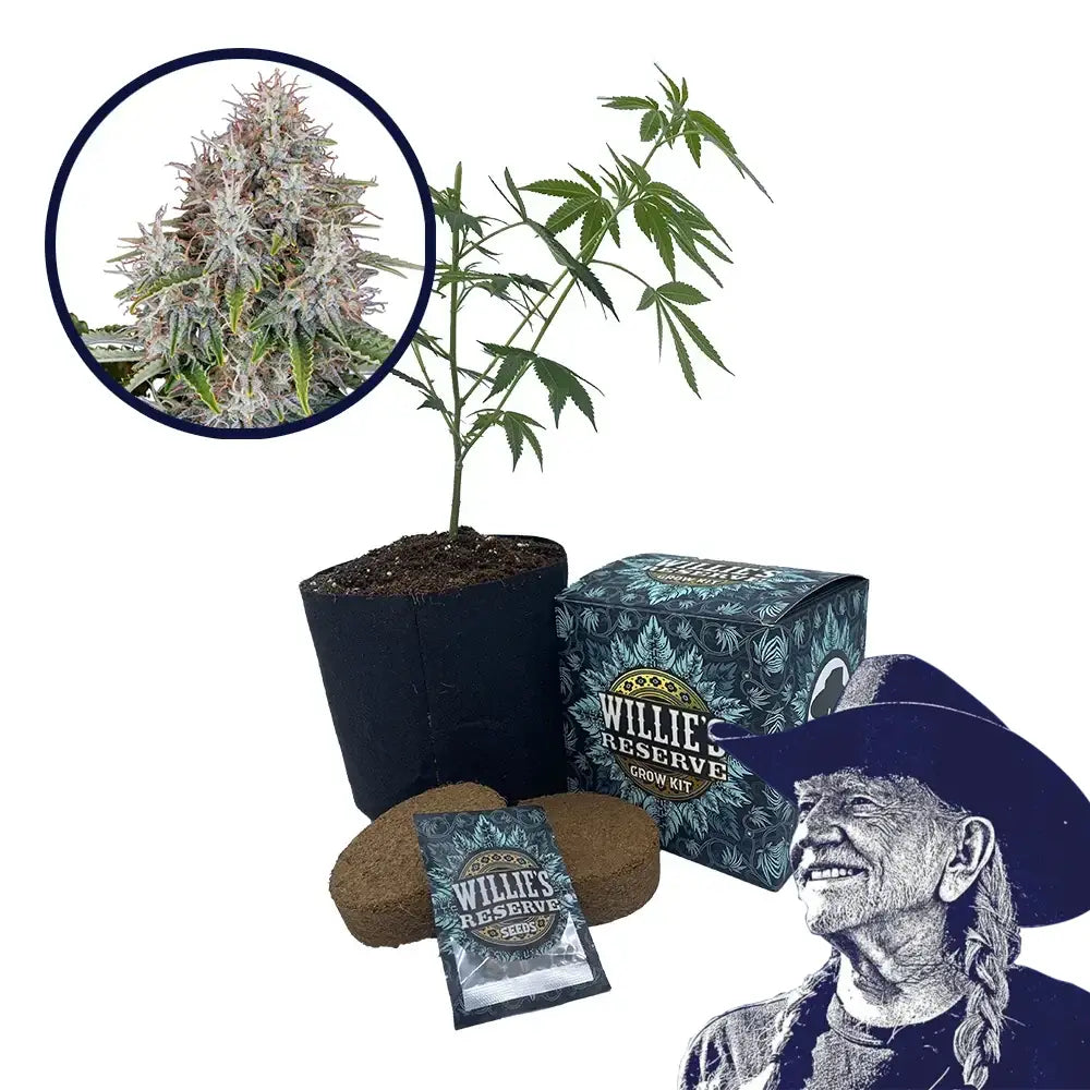 Blue Haze Strain High Yield Grow Kit